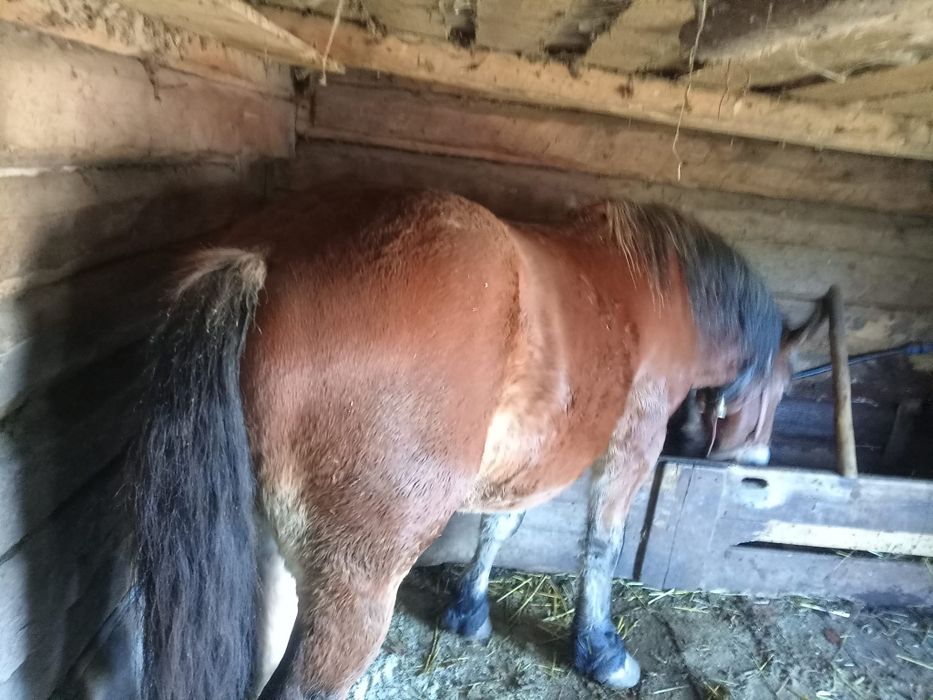 Vand cal de tractiune