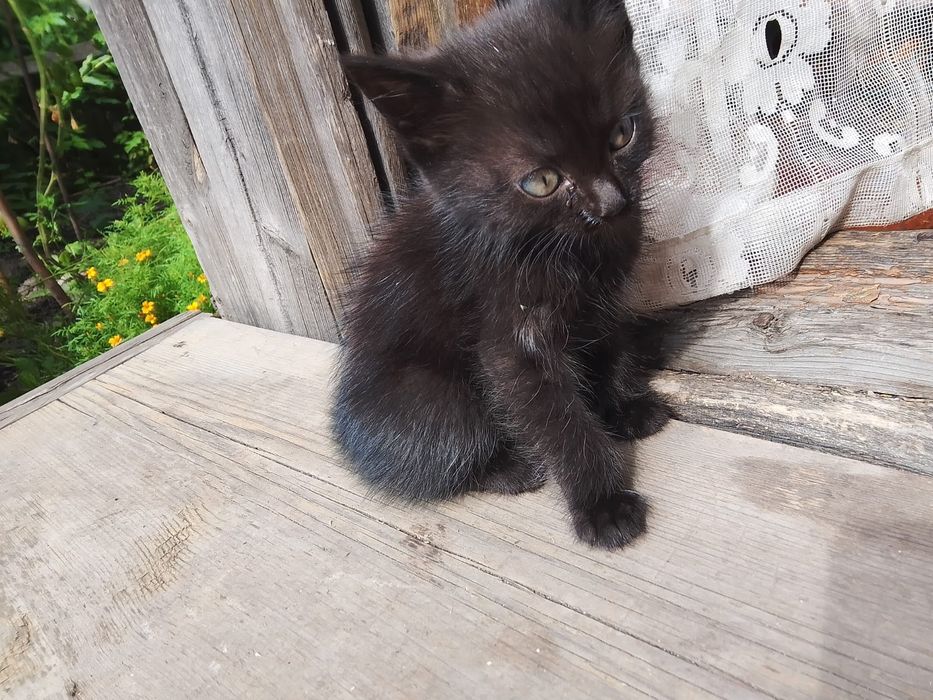 Отдам котят даром