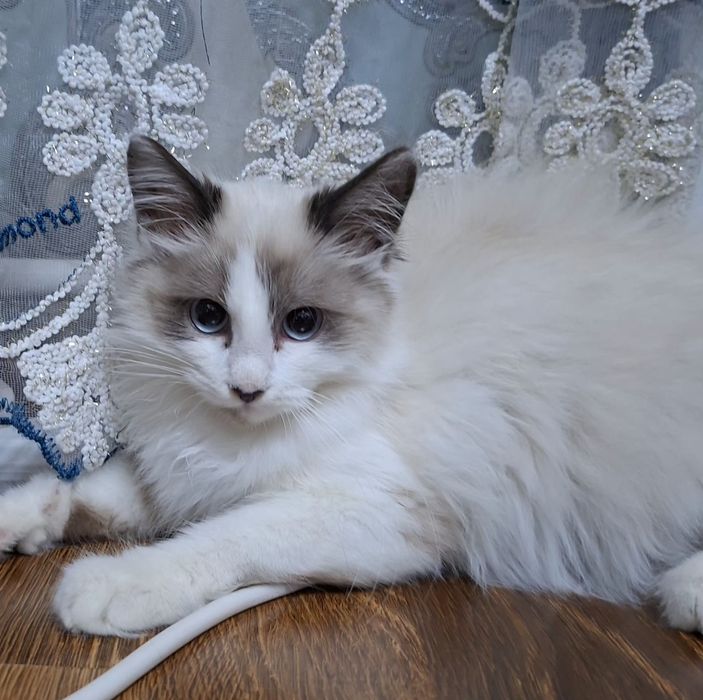 Котёнок хорошие руки