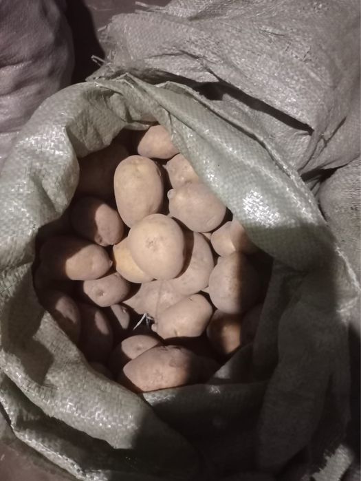 Продам отличную домашнюю картошку.