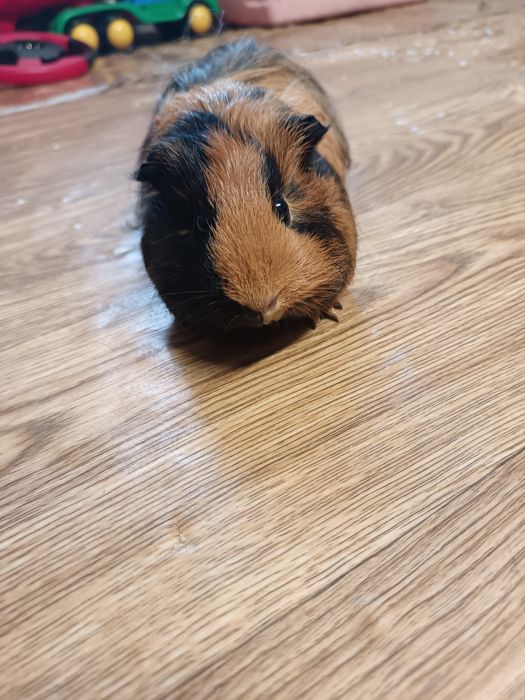 Vand porcusori de guineea