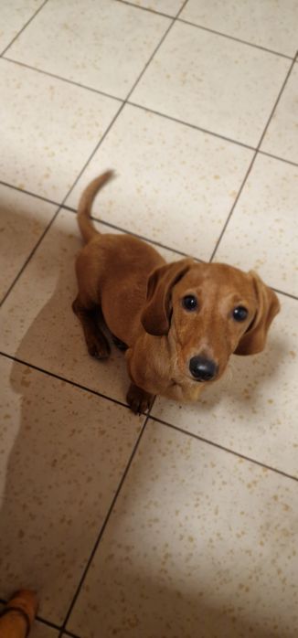 Teckel (fetiță ) păr scurt ,talie mică