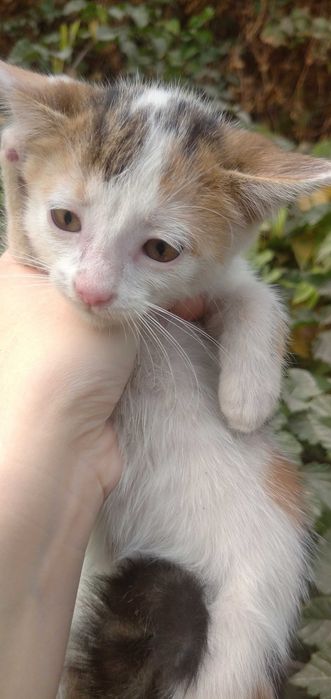 Отдам в хорошие руки трёхцветного котёнка, который приносит счастье!