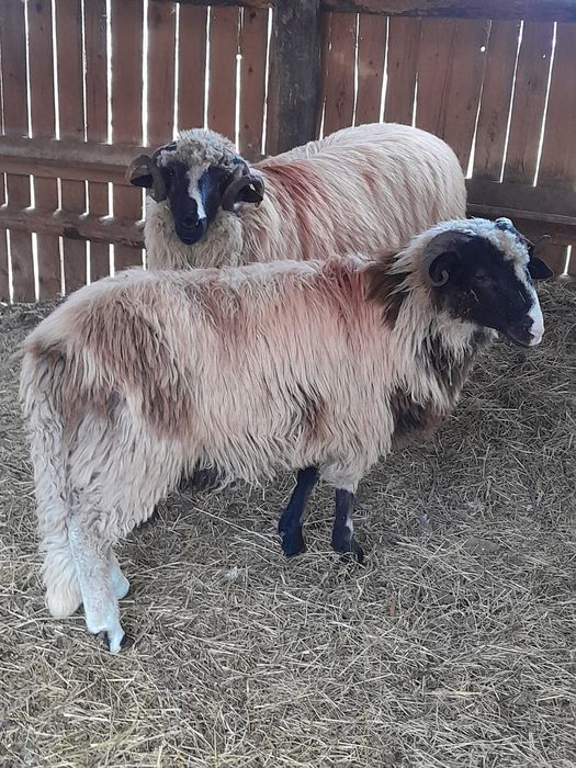 Vând 30 de oi miori și stramiori