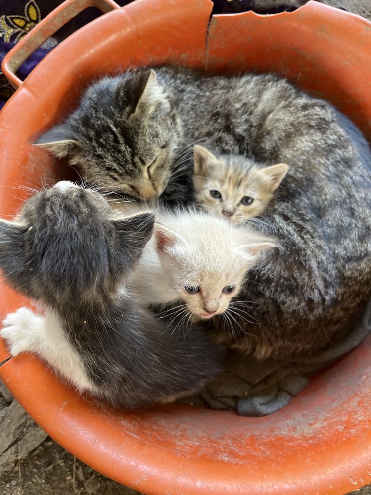 Кот и три котенок