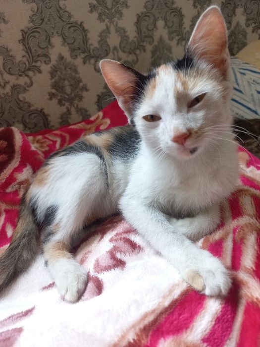 Отдадим котят в хорошие руки