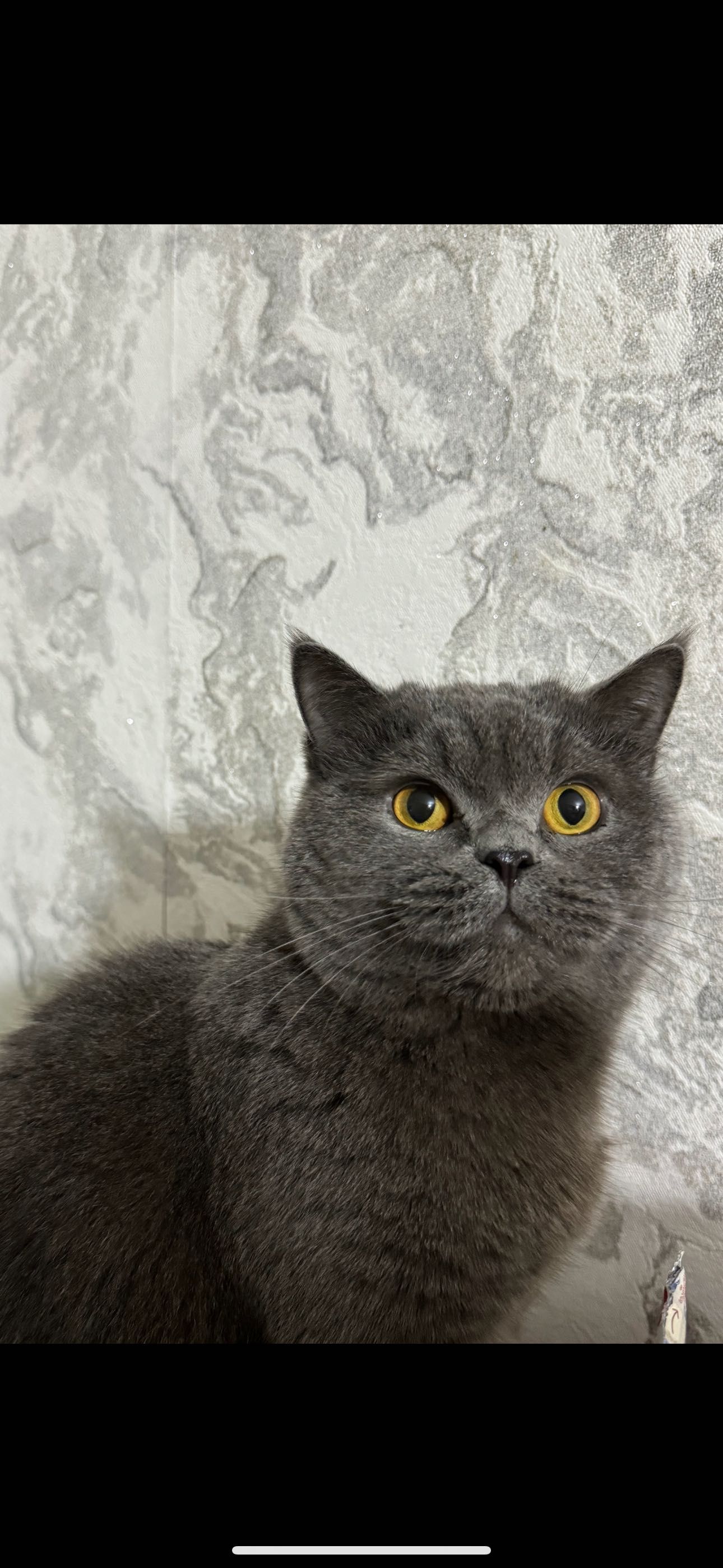 Продаю кота британского