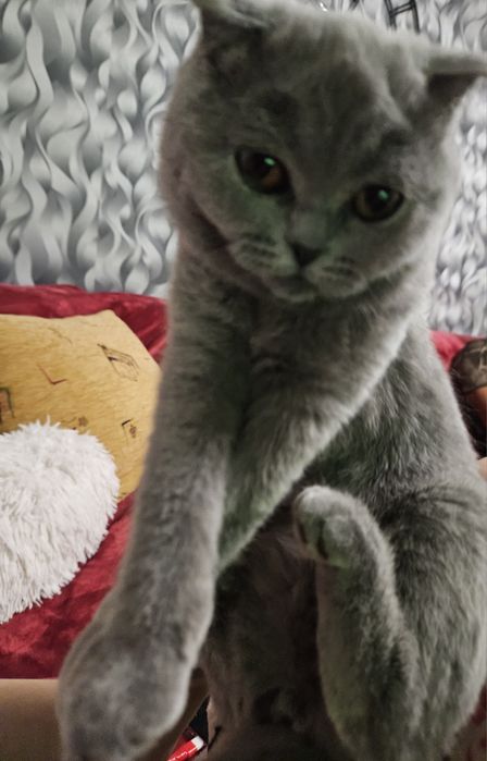 Fetita scottish fold blue