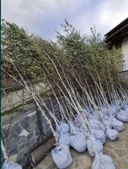 Plante Decorative Toamnă: Mesteacăn, Carpen, Tei, Arțar