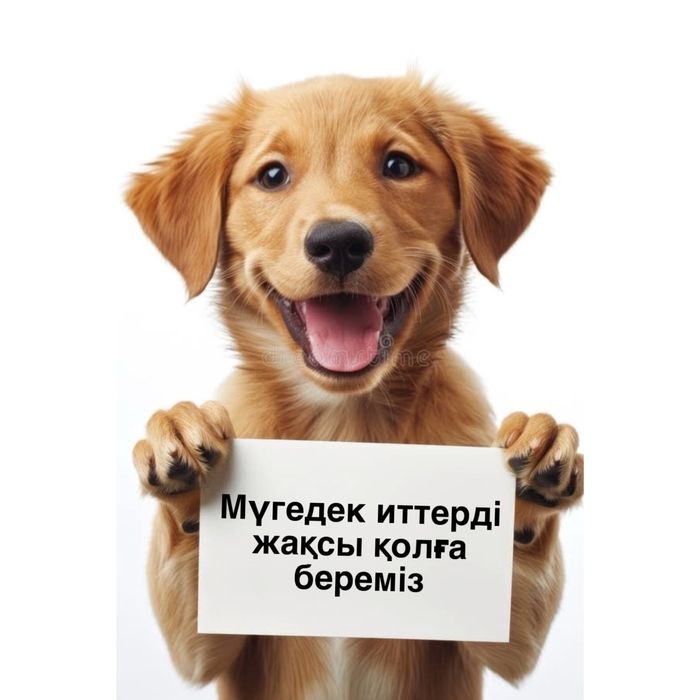 Ерекше иттер мейрімді жанұя іздеуде.