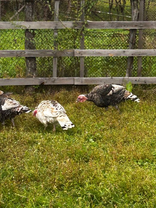 Vand curci si curcani