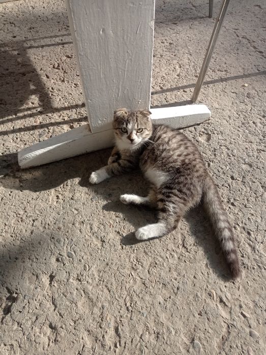 Продается коты породистые .