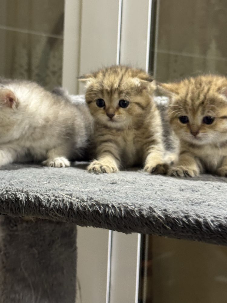 продается котята британская шиншилла