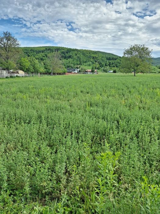 Vind locuri de casă în com Magura ,1600 mp ,intravilan, c f ,asfalt