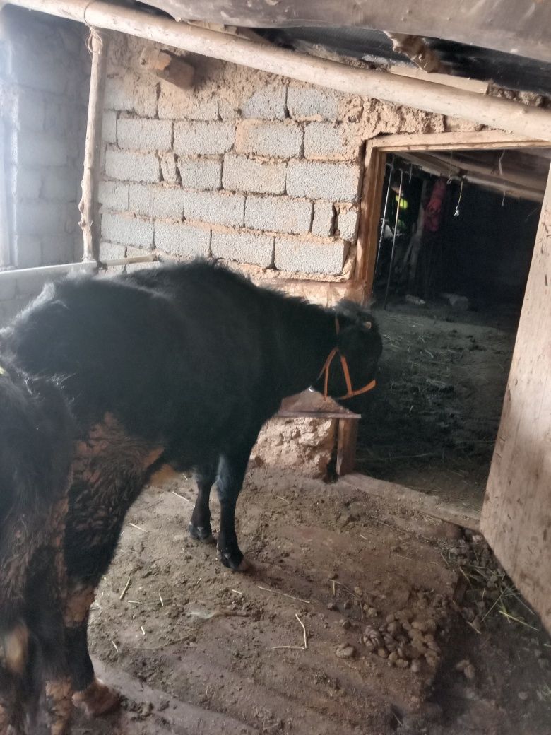 Кашар сатлады срошна