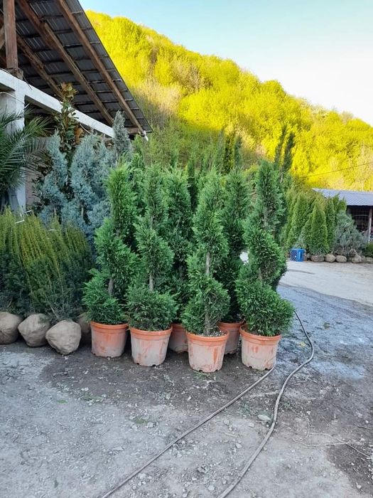 Tei,pauloni,plop,platan,arțar,carpen,mesteacan