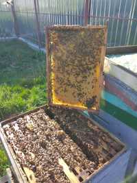 Vand 30 fam albine din 120