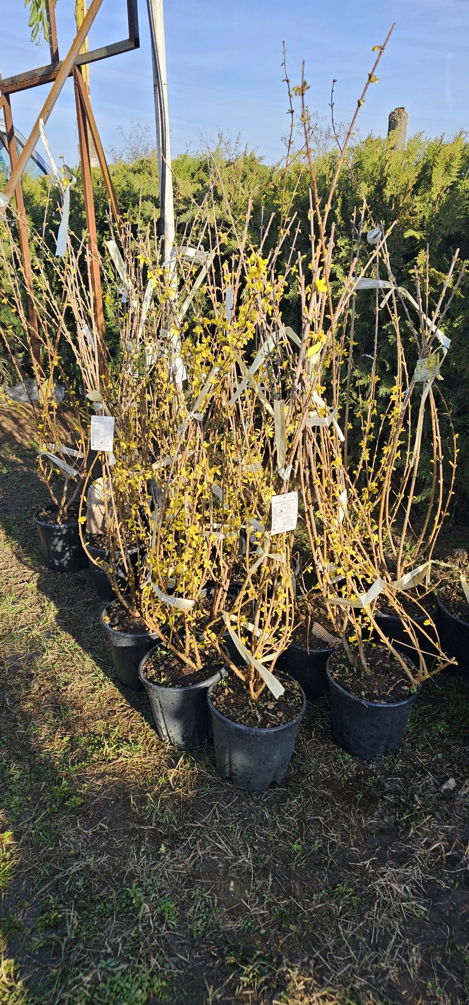 Pyracanta - Forsythia ( ploaie de aur ) leylandi