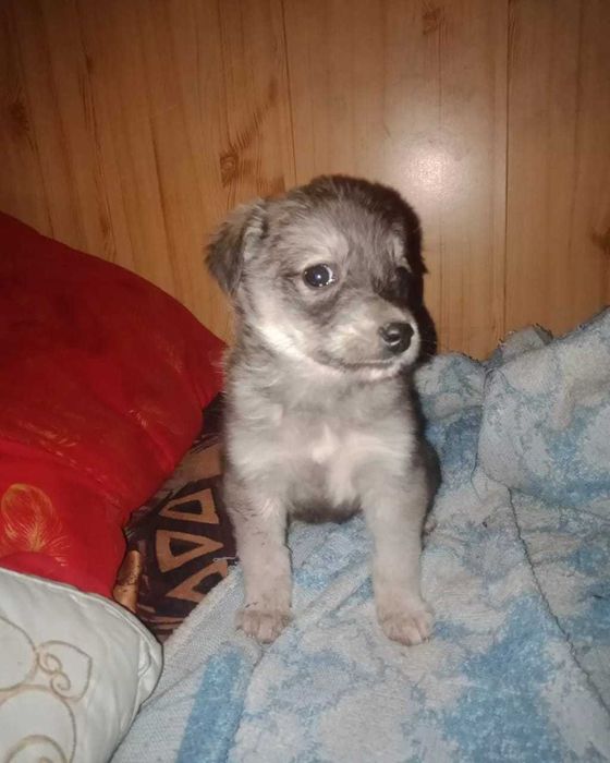 Щенок, вырастет как тойчик