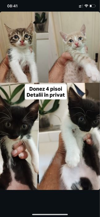 Donez motani si pisici