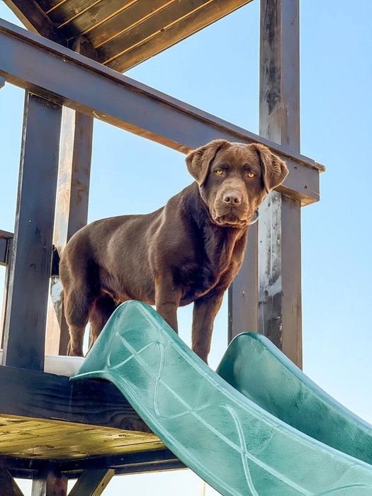 Laborator. Caută căsuța