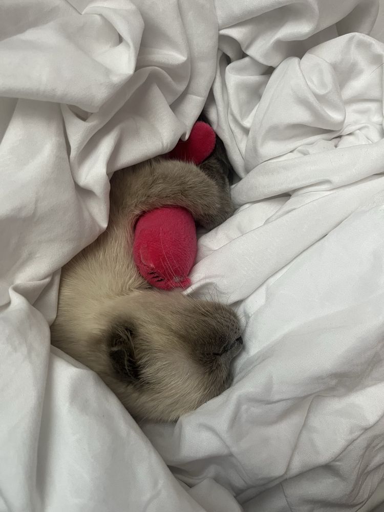 Scottish fold mushu sotiladi
