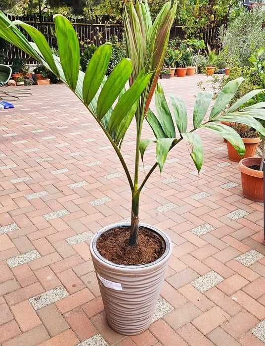 Palmier rar cu frunze rosii Chambeyronia Macrocarpa