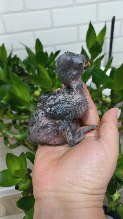 Продаётся птенец Благородного попугая