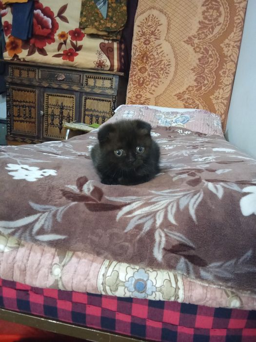 Britanka sotladi qiz 1.5 oylik