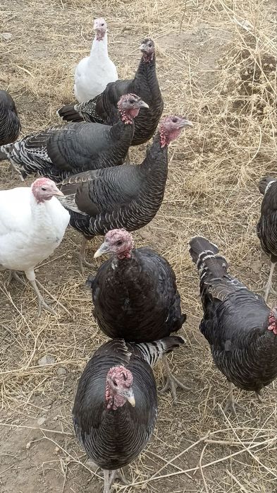 Продам домашних индюков и индюшек.