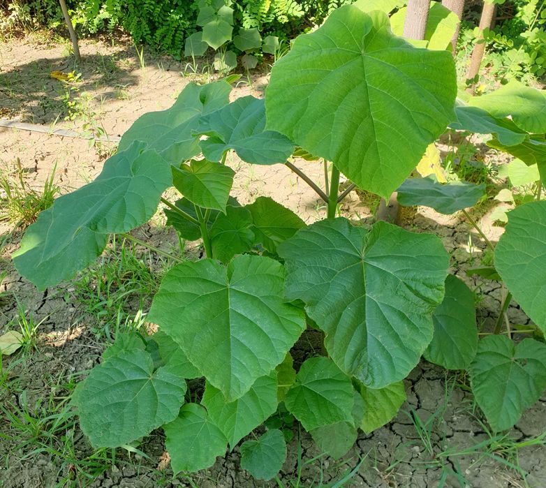 Vand puieti de paulownia ST4