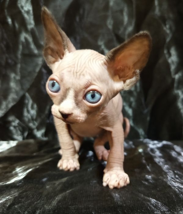 Сфинкс мальчик 1 месяц и 3 недели