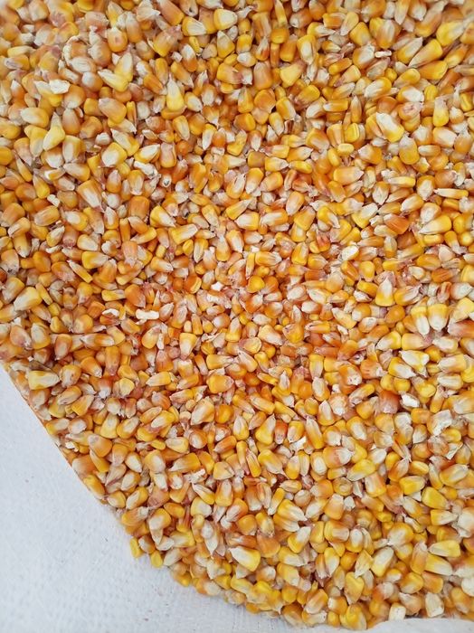 Vând porumb boabe 80 bani kg dispun transport la preț de motorină