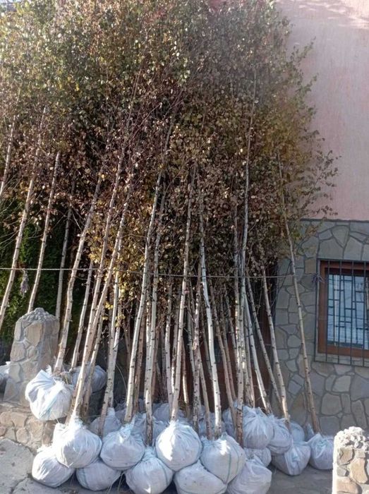 Plante din pepinieră proprie mesteacăn tei și platan