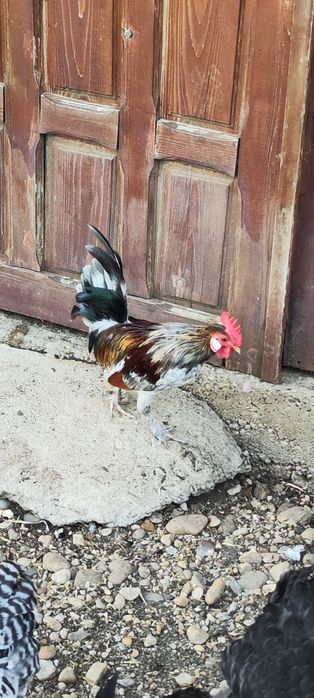 Cocoși pitici cocoșei pitici