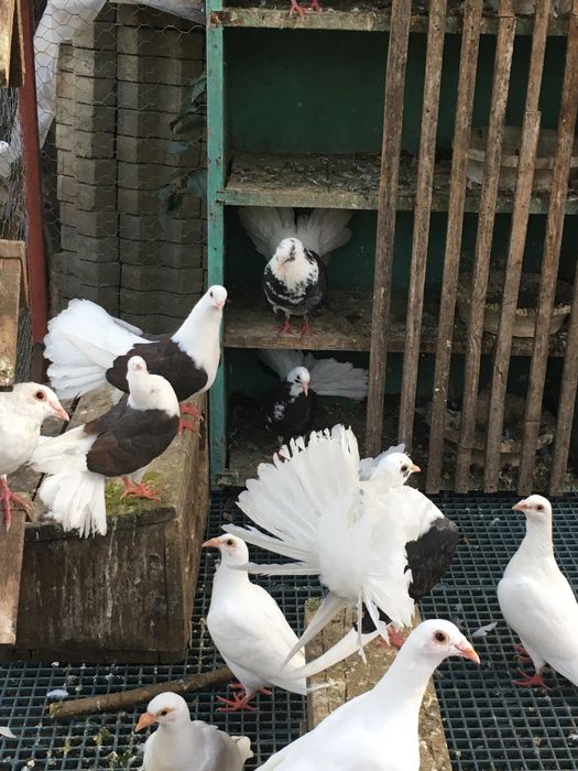 Porumbei pava curcani