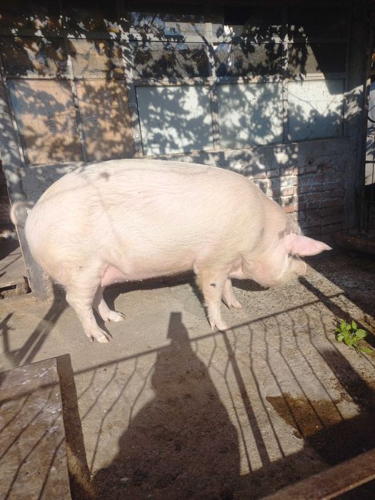 Прасе домашно отгледано