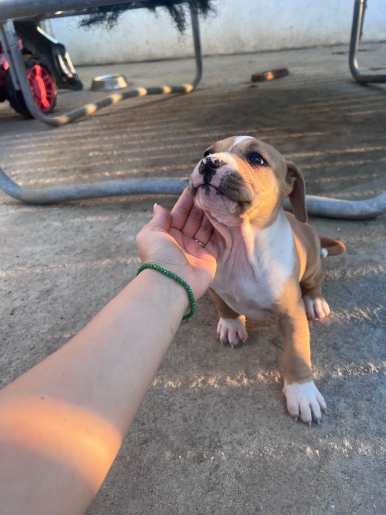 Pui American Bully