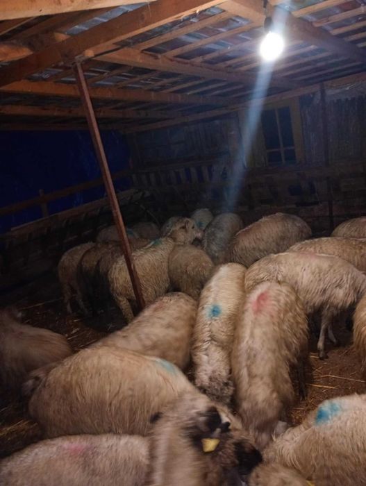 Vând 26 de oi reforma