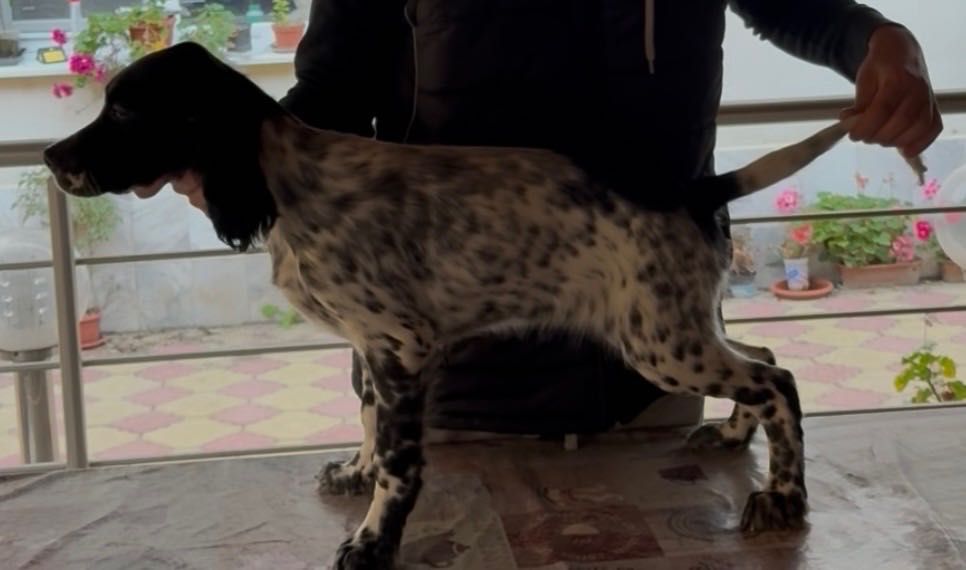 Английски сетери