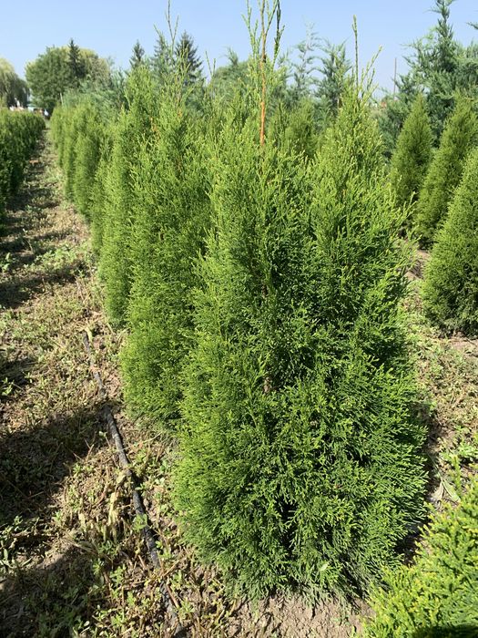 Tuia smaragd…..1,2-1,3m…….30 lei