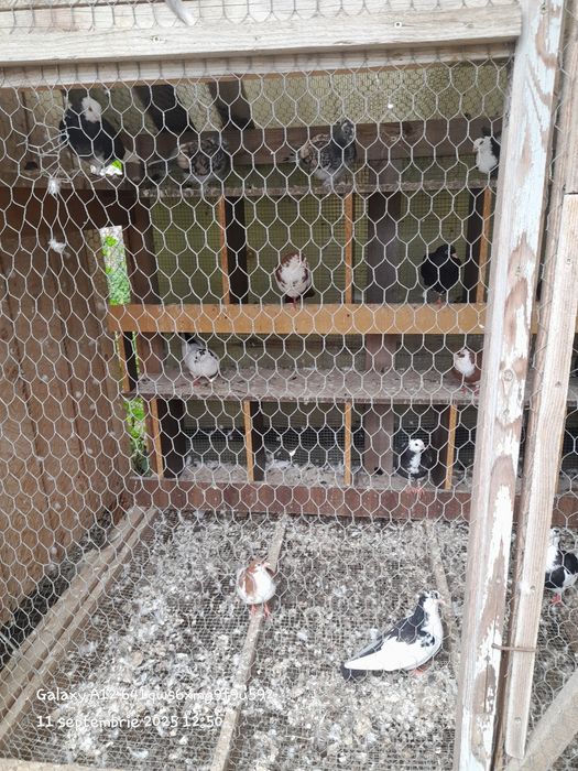 Vând porumbei pui și bătrâni