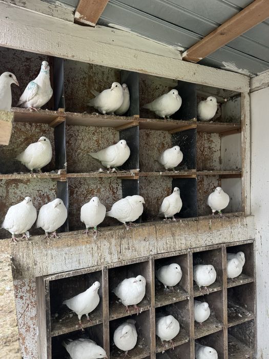 Porumbei indieni si voiajori numai albi