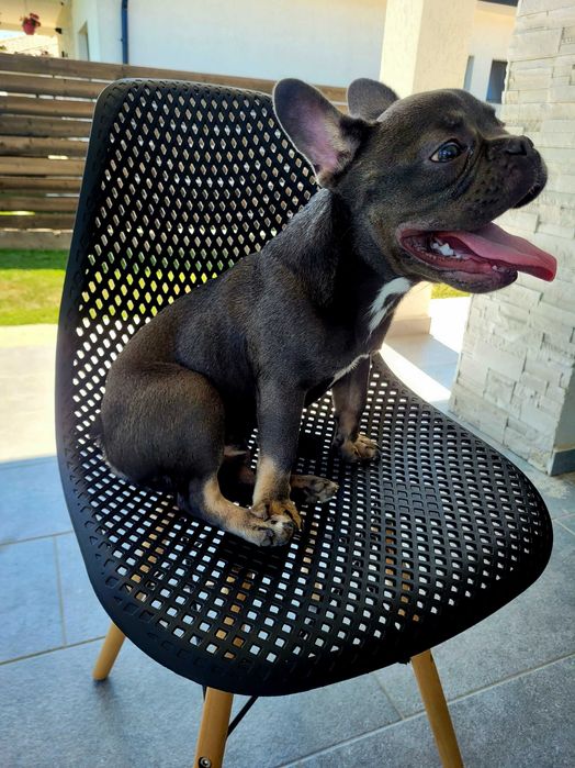 Donez bulldog francez
