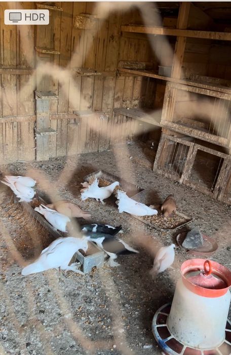 Vând porumbei rasa Uriași Maghiari , Rotații, Cap roș de Botoșani