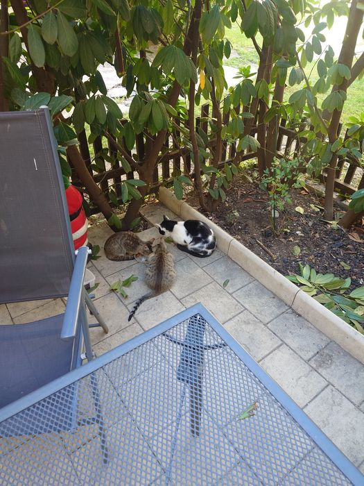 Donez 2 motani micuti