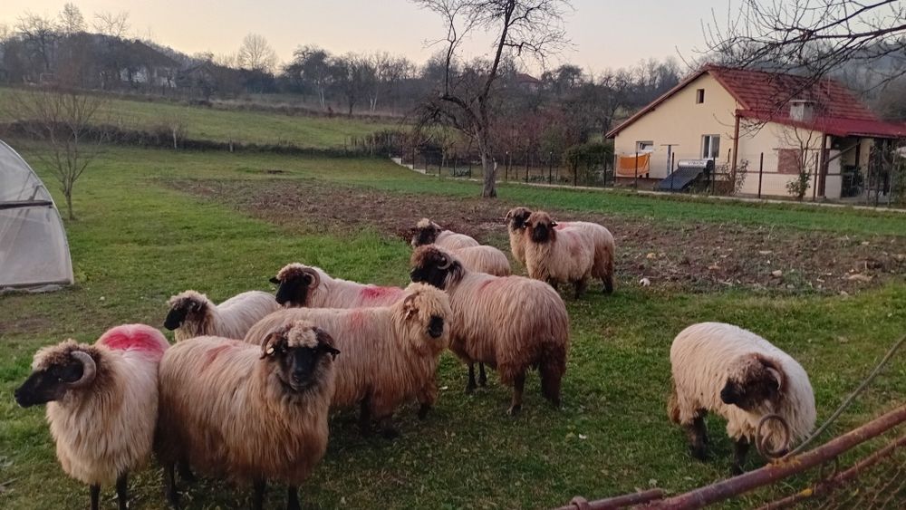 De vazare oi bucalai