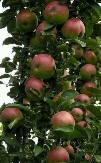 Pomi Fructiferi Columnari (MĂR )