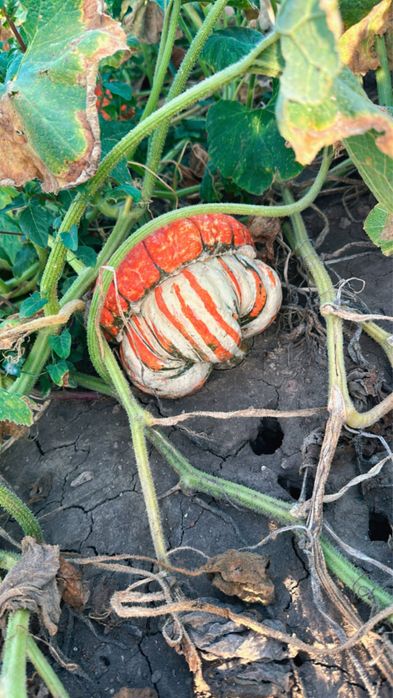 Dovleci decorativi, tărtăcuțe