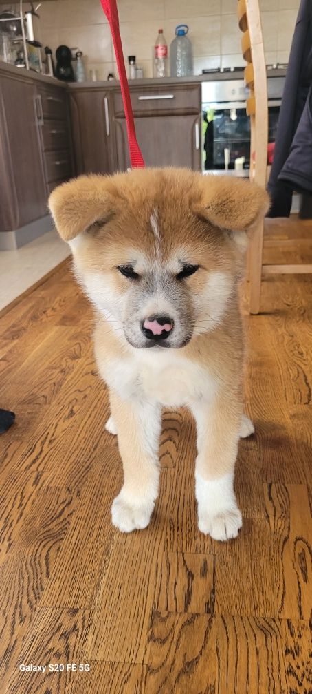 Catei rasa Akita Inu